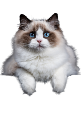 ragdoll cat